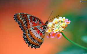farfalla-sul-fiore-158619
