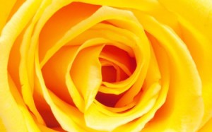 Rosa giallo arancio